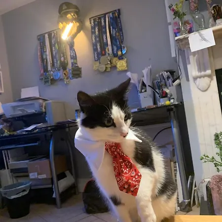 Wake Up With 2 Cats On Your Face 게스트하우스 더블린