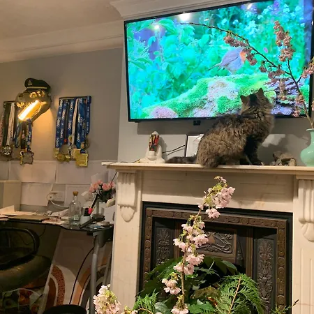 Wake Up With 2 Cats On Your Face Maison d'hôtes Dublin