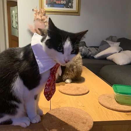 Wake Up With 2 Cats On Your Face Pensionat